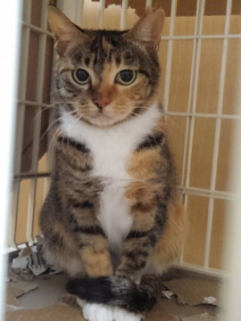 気長に可愛がられてます・しまみけさん♪