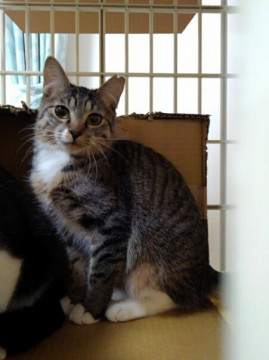 仲良し二匹で里子に出ました♪