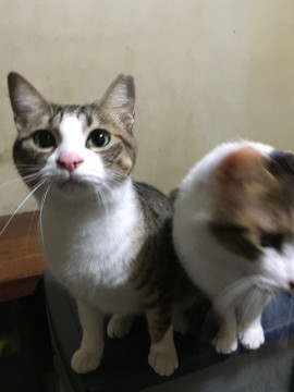 ⑩多頭飼育崩壊現場からの救出にご協力を！