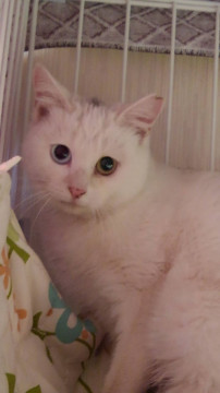 ビビリなオッドアイの美形女の子