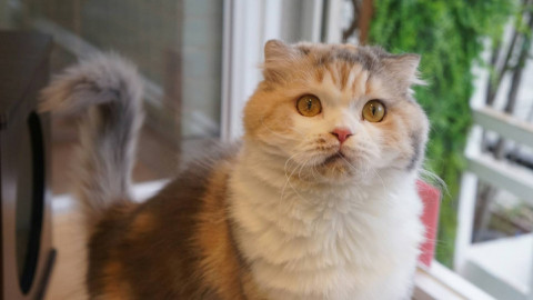 3歳　スコティッシュフォールド　女の子