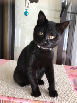 ハンサムな黒猫さん