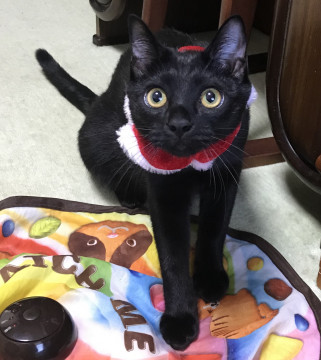 11か月位　黒兄妹　2匹一緒で