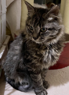 フワキジ　天真爛漫イルカちゃん