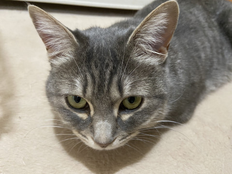 洋猫ミックス？　グレーの美人さん