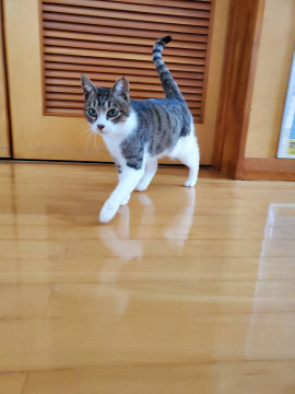 おとなしくてすごく甘えん坊のキジ白ちゃん