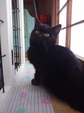 モフモフ黒猫
