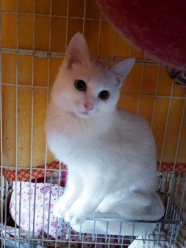 お外から保護、人馴れしてきた白猫5ヶ月