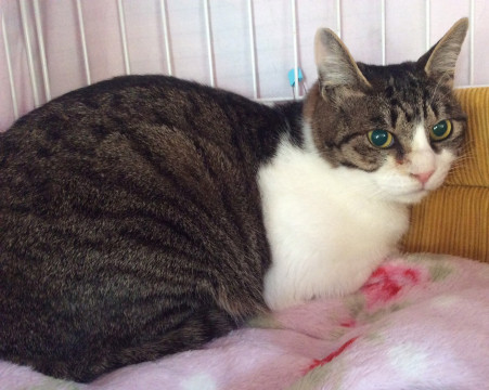 キジ白大人猫さん、抱っこもできます！