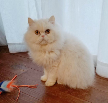 ゴージャスもふもふなマリーちゃん♡