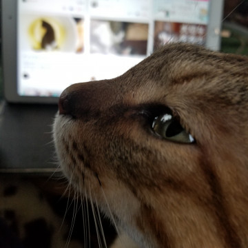 アメショー系の捨て猫