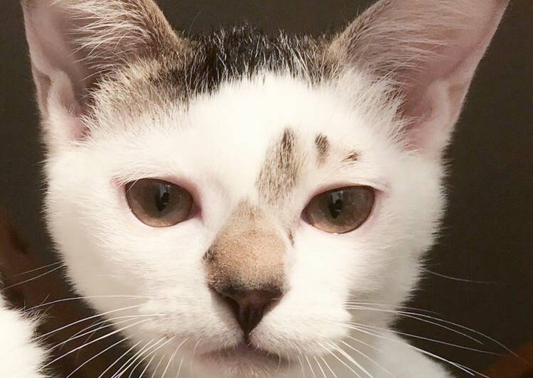 長野県 愛嬌1 抜群の人懐っこさです 猫の里親募集 ネコジルシ 長野県 愛嬌1 抜群の人懐っこさです 猫の里親募集 ネコジルシ