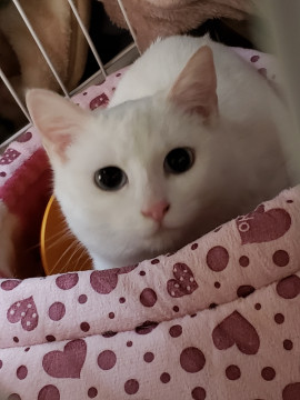 お外から保護、ブルーアイの白猫9ヵ月