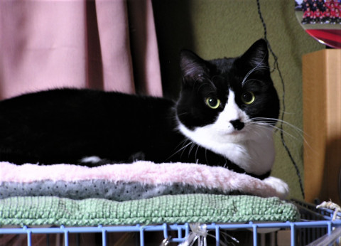 里親様、決まりました