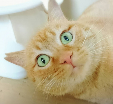 ★★☆茶トラ♂・焼豚（チャーシュー）