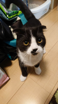 個性派しろくろネコちゃん♂