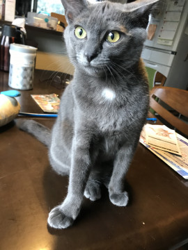 イケメン、グレイ君です。