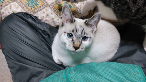 クールなブルーアイです。