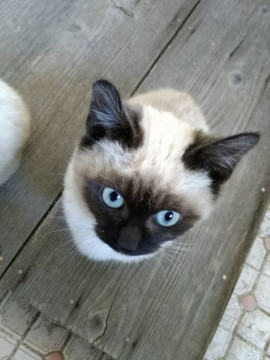野良猫が産んだシャムミックスちゃん