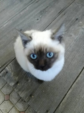 野良猫が産んだシャムミックスちゃん