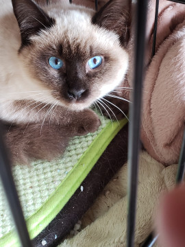 お外から保護、夏生まれのシャム系男子