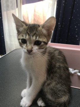 僕の家族になってください