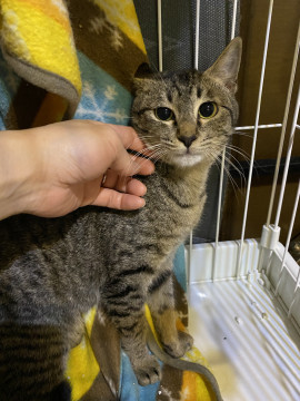 ちょっとビビリな美猫