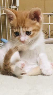 可愛い、茶白の子猫です。
