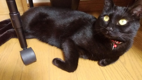真っ黒女の子避妊済み