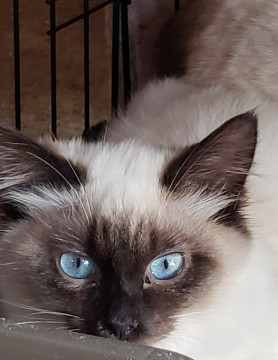 お外から保護、夏生まれのシャム系女子