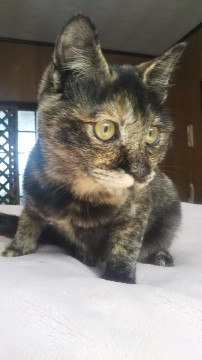 キレイなサビ猫 雌
