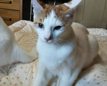 可愛い茶白のあまえんぼう^ ^