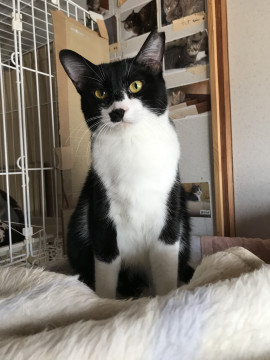 控えめで大人しい　ミントちゃん