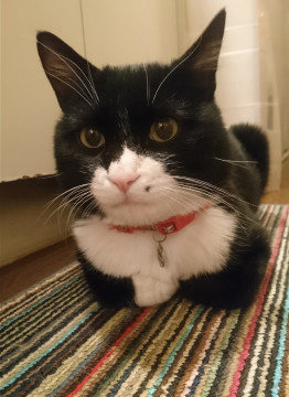 フォトジェニックはちくん♪