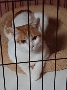 イケメン茶白◎おれんじくん◎