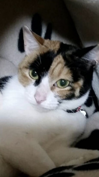 小さな三毛猫 凛ちゃん