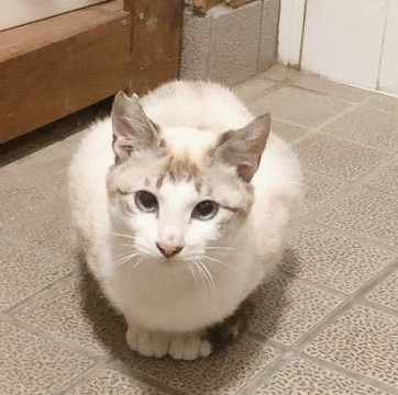 可愛いシャム系ミックスくん