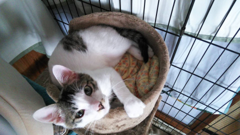 優しい子猫