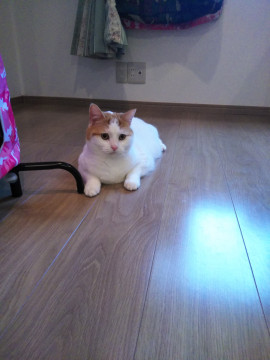 2才スコティッシュフォールド　女の子