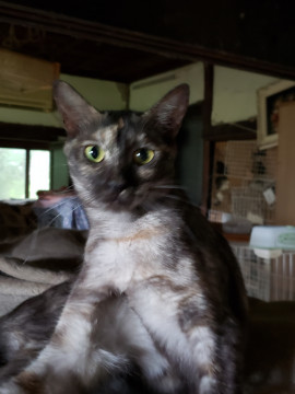 センター引き出し、ツンデレ女子一才半