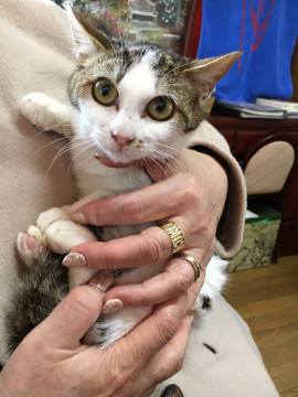 可愛いキジ白ちゃん