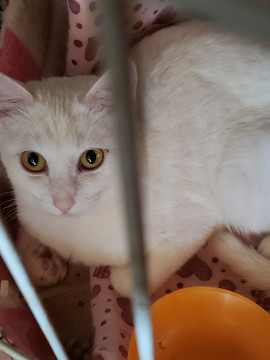 お外から保護、美しい白猫9ヵ月吹雪です