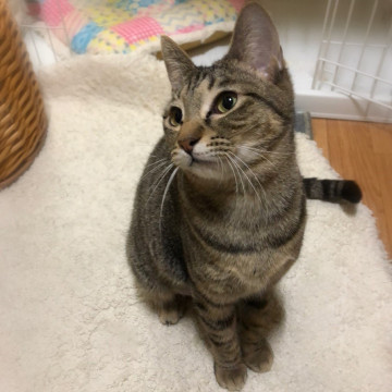 毛布が母☆おっとり甘えん坊