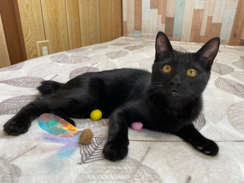 天真爛漫な黒猫 くぅちゃん