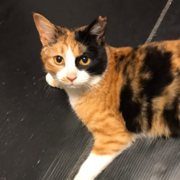 人が大好き♡甘えん坊の優しい子♀️