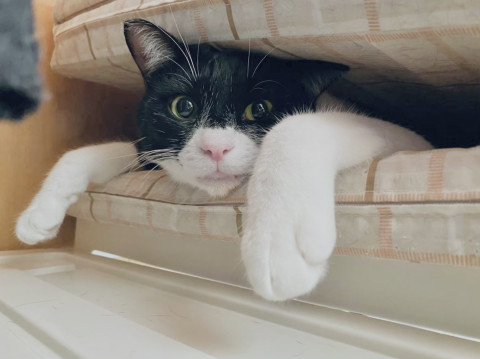 もっちりかわいいロビン君