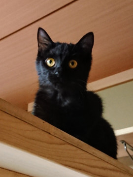 ふわふわの黒猫＊こぶちゃん＊