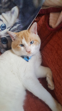 人なつこい茶白の男の子