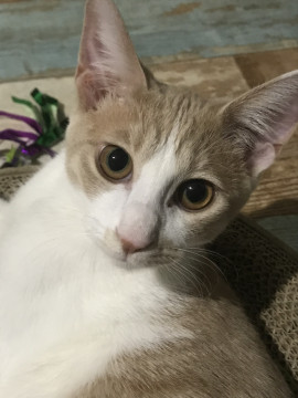 ミルクティー色の男の子