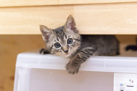 元気で懐こい　はやて君♪